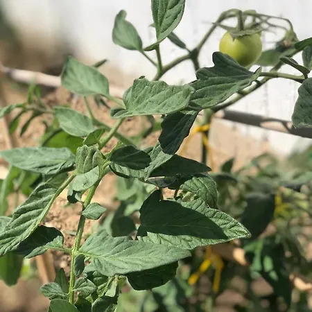 Nyaraló Harmony Luxury Naxos Kastrákion